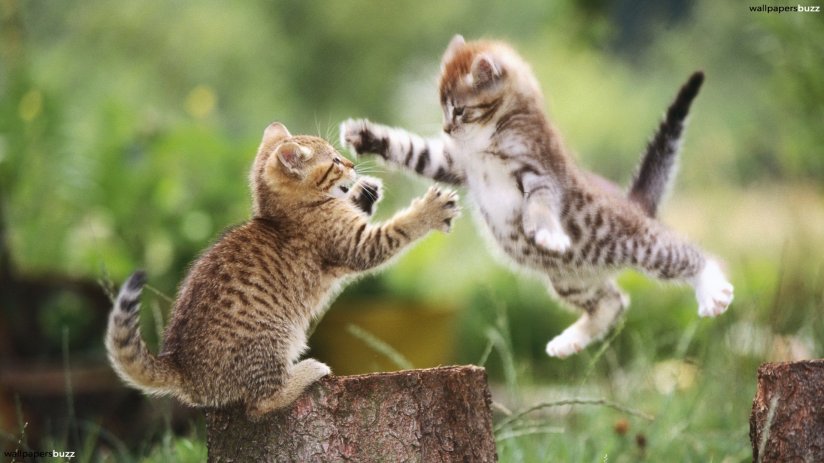 Kitten goes RAWR! Image from http://www.wallpapersbuzz.com/cats/two-playful-kittens.html